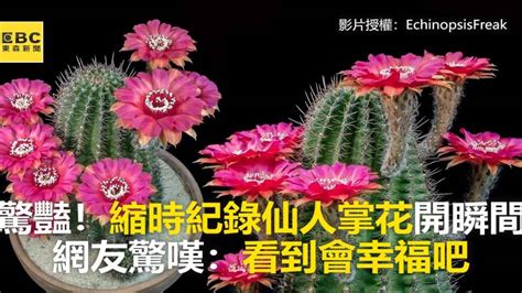 仙人掌開花意義|仙人掌花開的美麗旅程